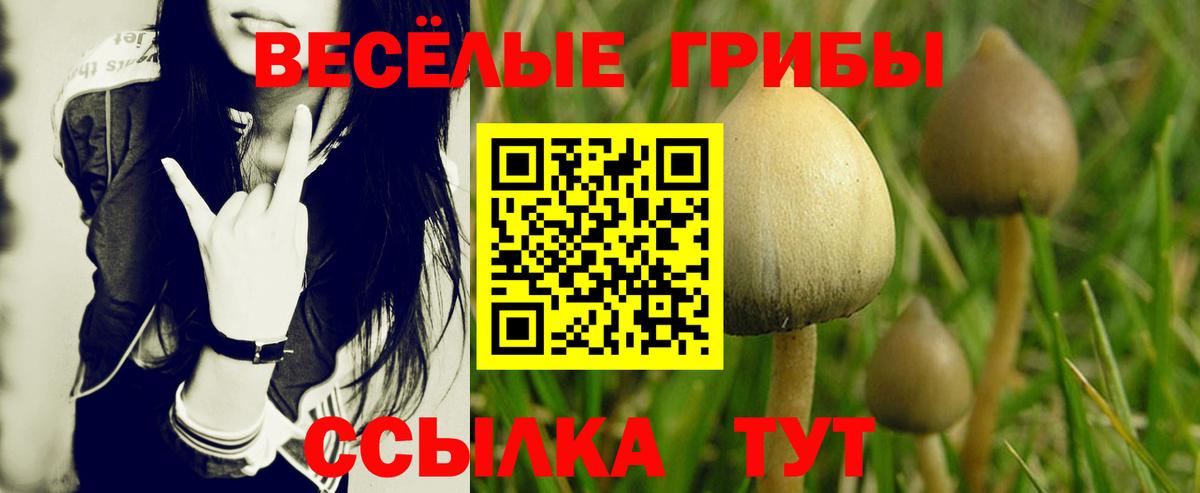 Галлюциногенные грибы Cubensis Чехов